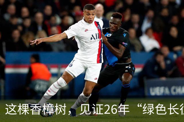 这棵香樟树，见证26年“绿色长征”